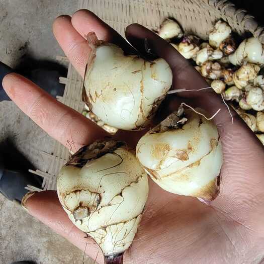石柱山慈菇  毛兹菇