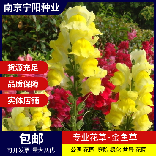 金鱼草种子花种子狮子花草四季阳台盆栽景观绿化花海种子草花种籽