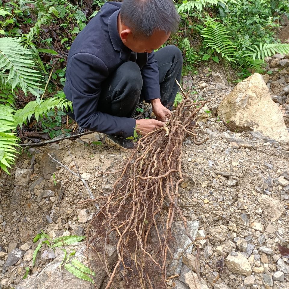 八月瓜龙须根三叶木通根批量出售