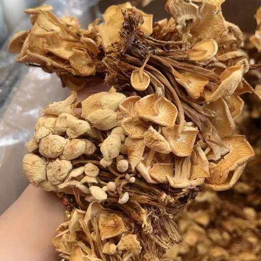 成都茶树菇，干货茶树菇，一件40斤，味道鲜美，一手货源