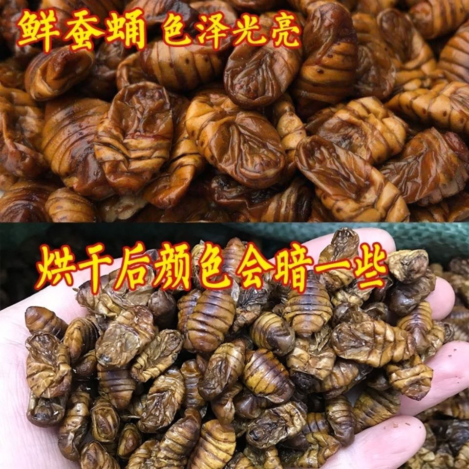 蚕蛹干