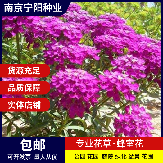 南京蜂室花种子矮生秋季物庭院屈曲花花籽花草室外花茂密观赏花坛花境