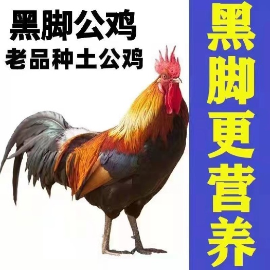 【黑脚笨公鸡】农村散养老品种黑脚公鸡鸡肉类新鲜鸡肉包邮