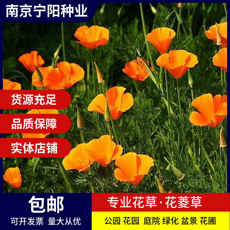 长沙花菱草种子 四季易种阳台花卉盆栽种子园林绿化花籽庭院花海设计