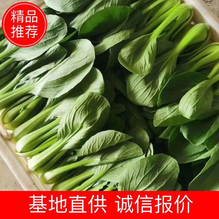曹县上海青 小油菜，小青菜小白菜产地直销货源充足常年供货永不断货