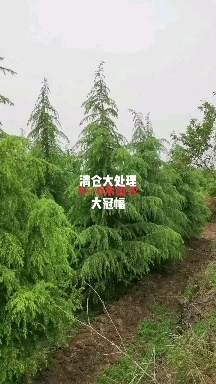 兴平市雪松