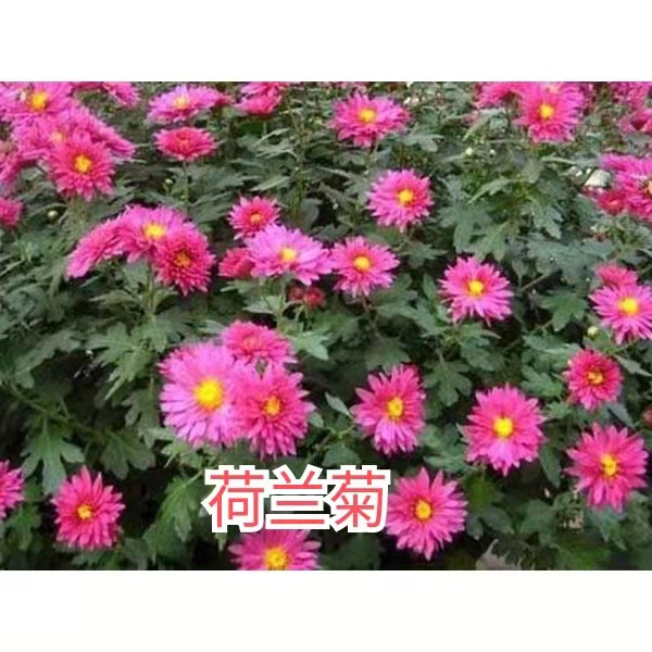 波斯菊