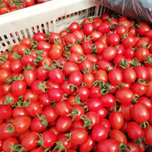 滑县圣女果贝贝釜山88以手货源适合电商超市大水果批发市场