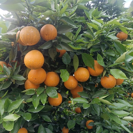 江永瑶山精品夏橙大量上市，农户一手货源，欢迎各位老板前来订购