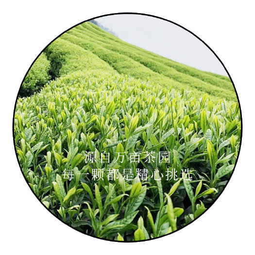 安吉县2024年产地直供新茶安吉香茶白茶香茶 绿茶茶叶散装