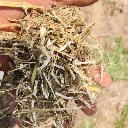 正阳县花生秧羊草