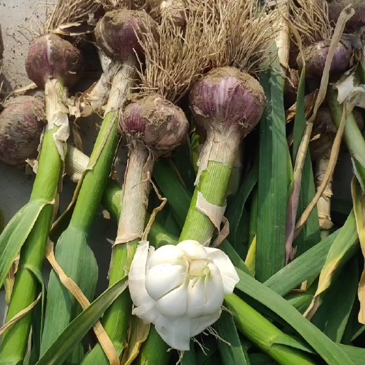 新鲜紫皮大蒜，货源充足，价格美丽。