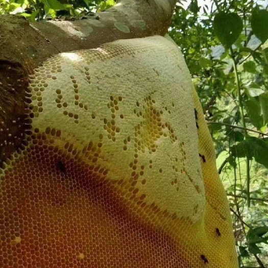 思茅云南生态大挂蜜