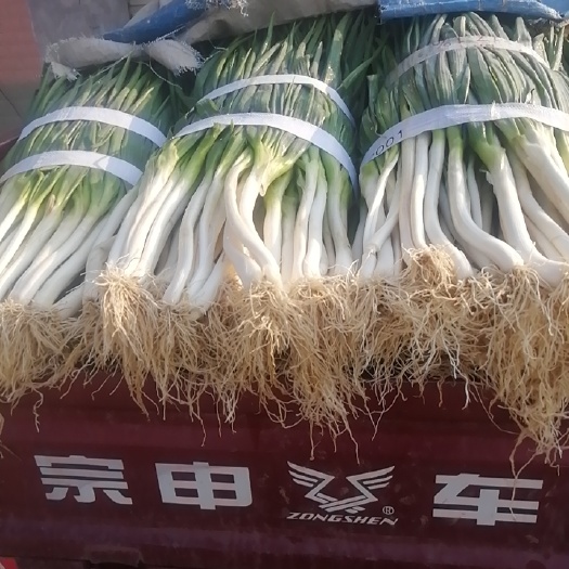 勉县分葱
