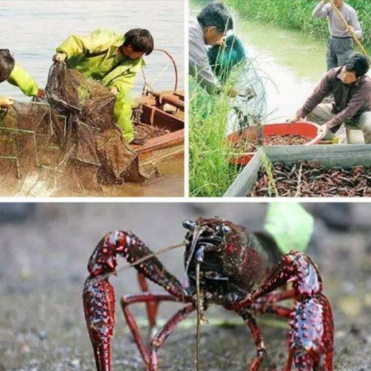 通道县价格低 高品质 小龙虾