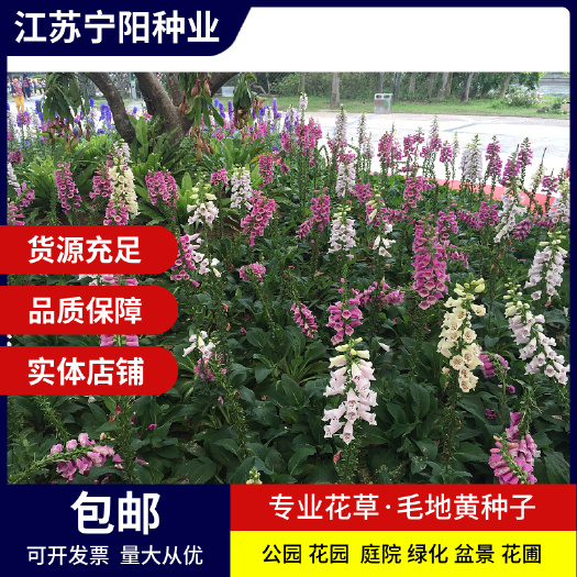 毛地黄种子四季易种室内阳台绿盆栽多年生庭院花卉洋地黄种子花籽