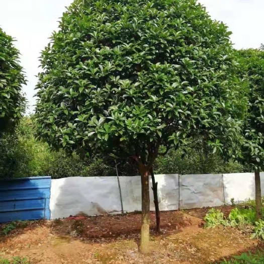 沭阳县浓香型桂花树苗庭院地栽金桂丹桂四季八月桂工程绿化征地桂花大树