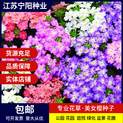 美女樱种子细叶美人樱四季种易活花期长耐寒垂吊美女樱