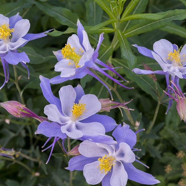 耧斗菜种子花种籽猫爪花种子花籽四季 易种花期长 室内室外花卉