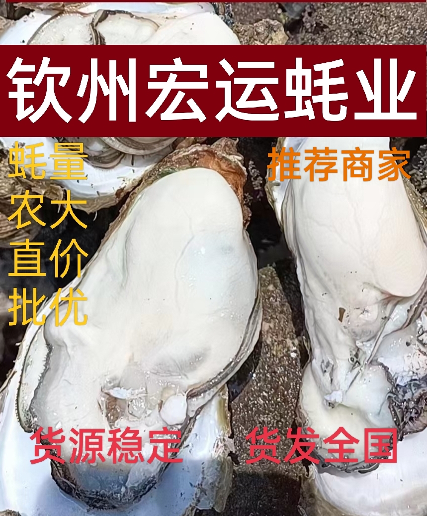 生蚝牡蛎广西生蚝北部湾生蚝钦州生蚝烧烤生蚝刺身生蚝