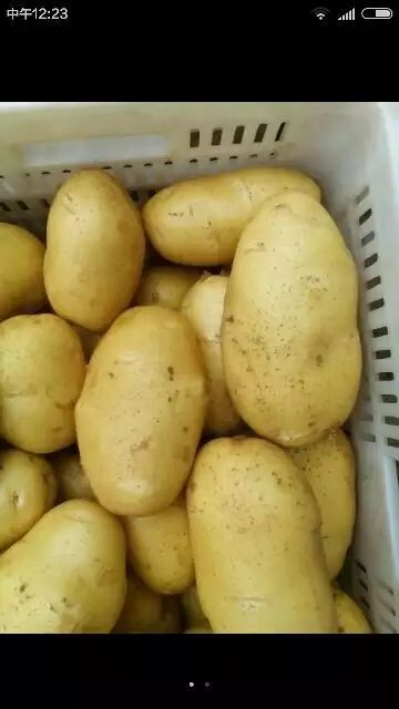 滕州市荷兰土豆黄皮黄心口感好体型佳