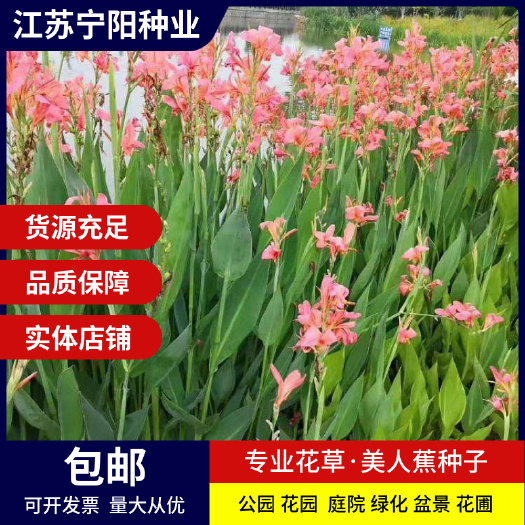 美人蕉种子红艳蕉小花美人蕉小芭蕉黄花庭院花籽易活花种籽子