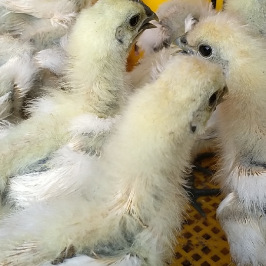 南宁乌鸡苗白凤乌鸡脱温苗，竹丝鸡脱温苗，疫苗齐全，质量保证