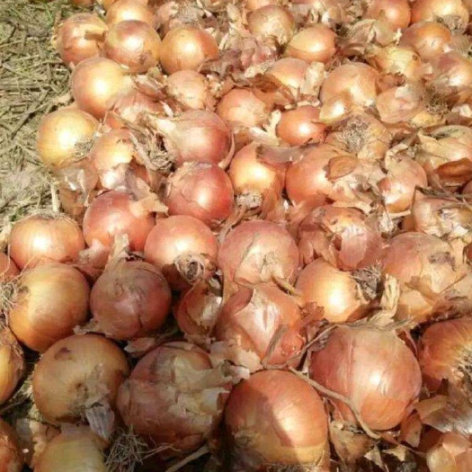 施甸县缅甸黄皮小洋葱，品种优质，基地直发
