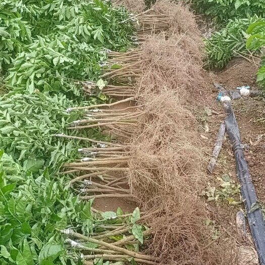 浦北县黄皮果苗，黑金刚，贵妃的品种，基地出品，品质有保证