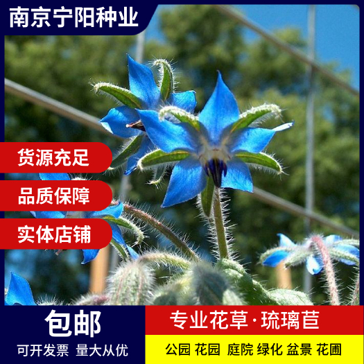 琉璃苣种子蜜源植物炖菜汤饮调味药食用观赏保健芳香蔬菜种籽