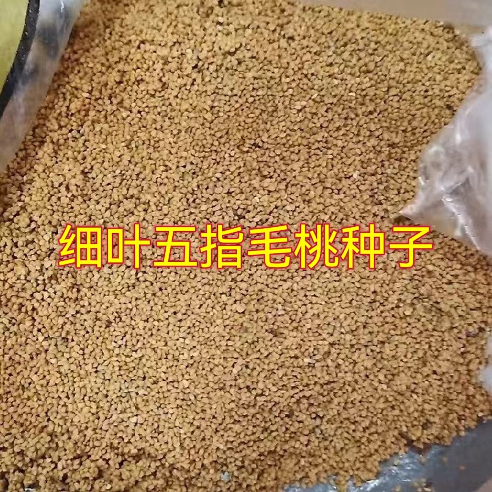 灵山县新鲜采摘五指毛桃籽成熟饱满发芽率