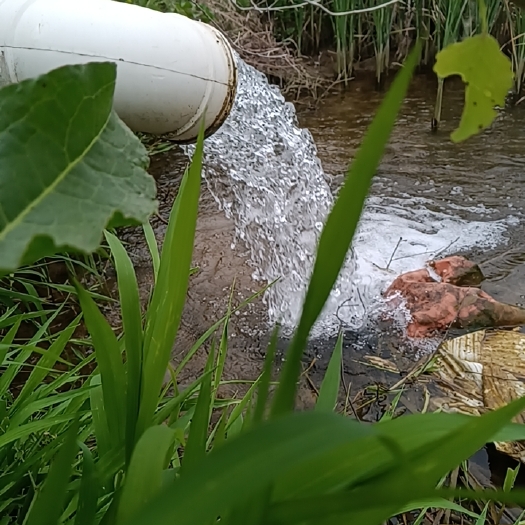 郯城县稻田小龙虾 地下深开水养殖 vc 钙铁锌 正常补充