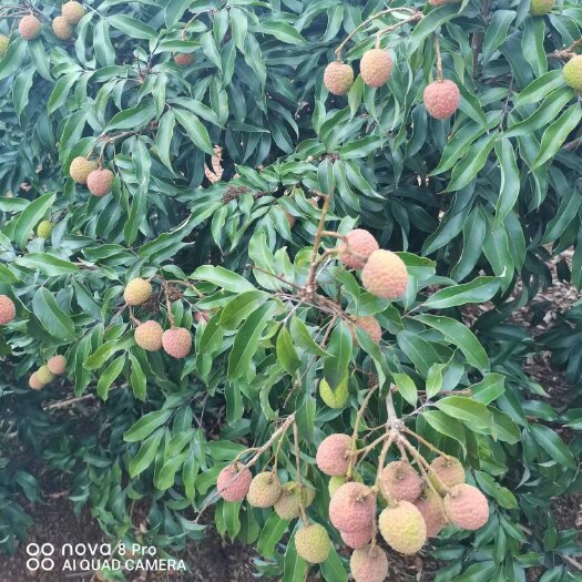 雷州市荔枝_白糖罂