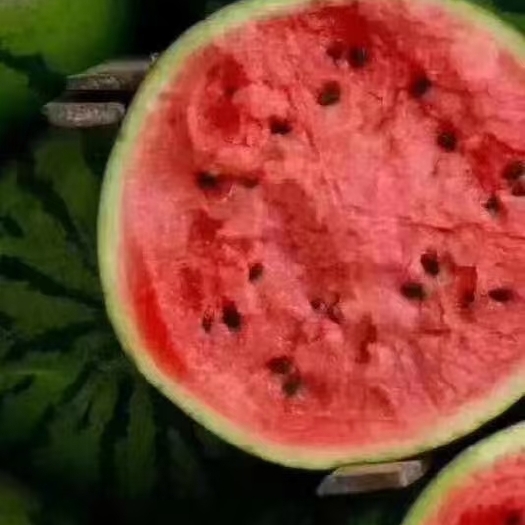 株洲无籽麒麟瓜