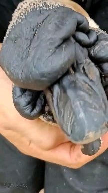 重庆市狮头鹅苗特大种狮头鹅鹅苗脱温小中大鹅都有自家养殖可看货