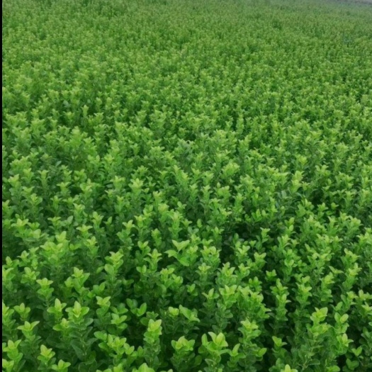 顺平县冬青，样式全，枝劲不同，价格不同，量多从优，现货发售