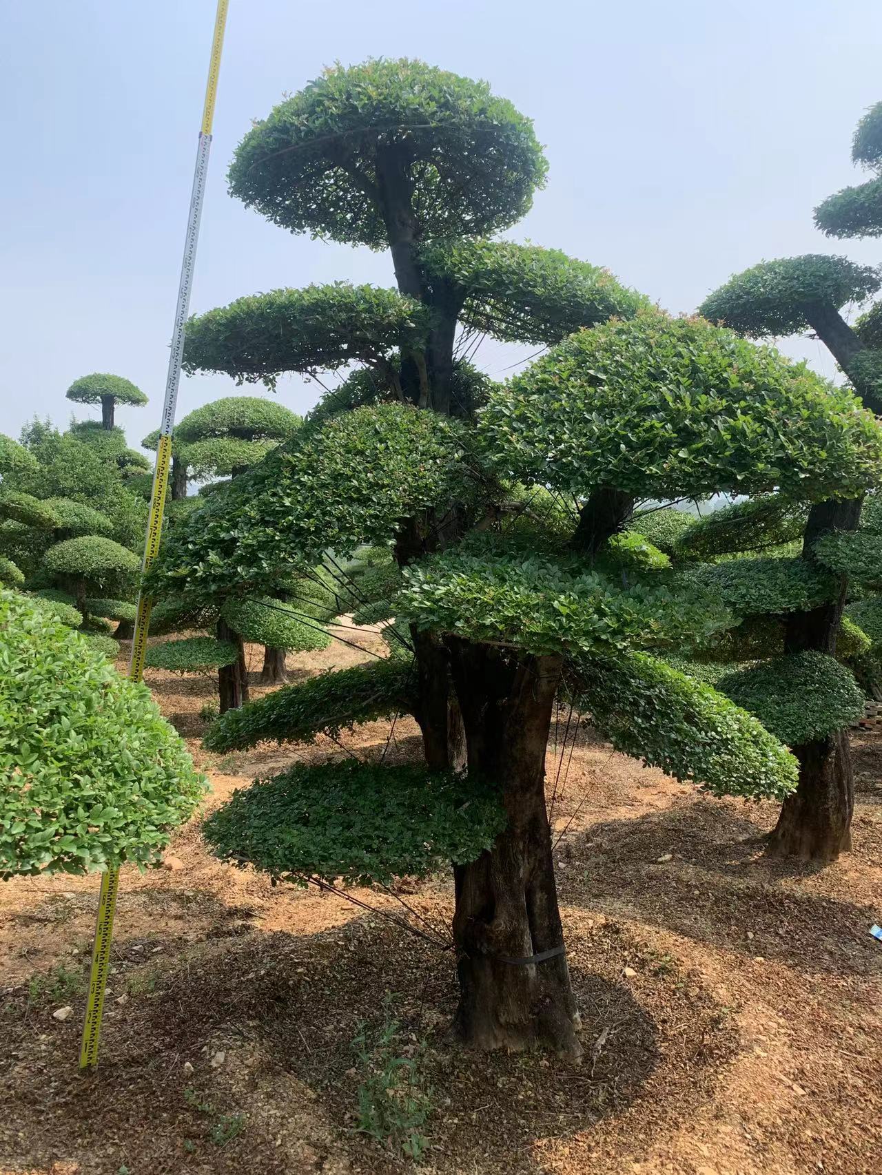 造型对节白蜡基地直销