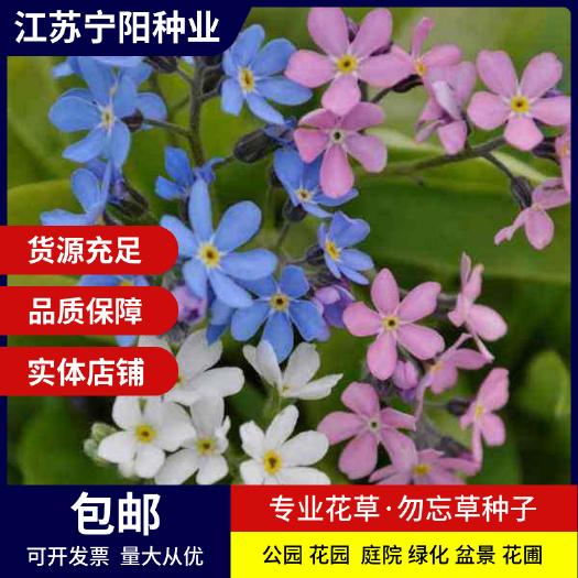 长沙勿忘草种子情人草小巧秀丽花籽风流草蓝布裙求偶草盆栽倒提壶种子