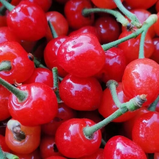 砀山县安徽砀山红灯笼樱桃，大量上市，颗粒保满，香甜可口，