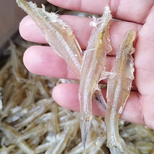 北海中元头白凡鱼