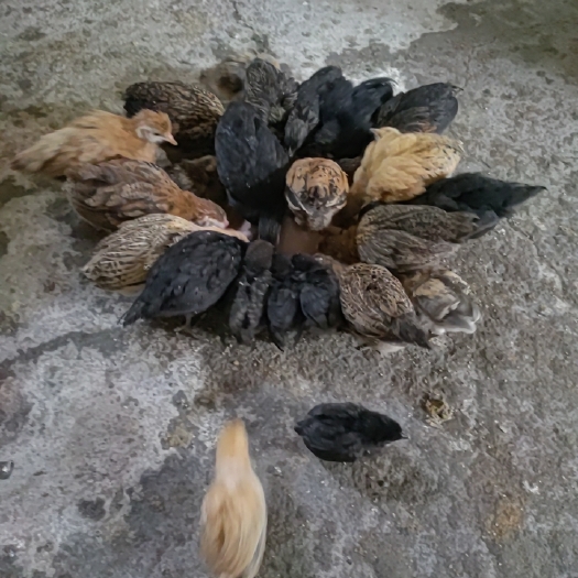 邓州市土鸡苗
