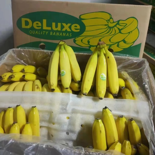 上海精品香蕉，大量供货价格优惠