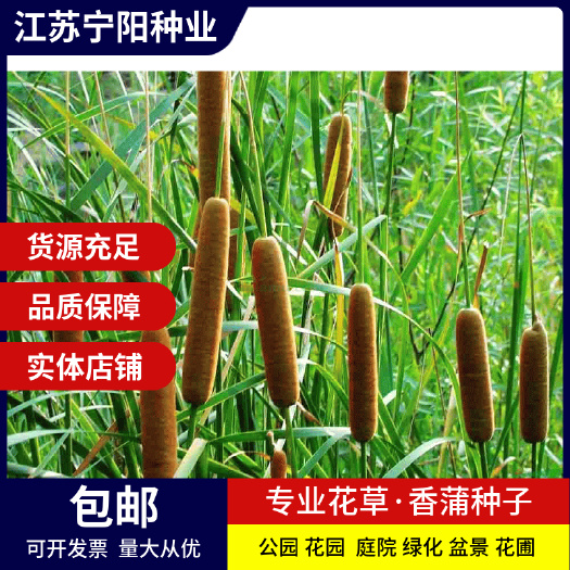 香蒲种子多年生宿根挺水型水生观赏花卉食用东方香蒲草蒲黄蒲苇籽