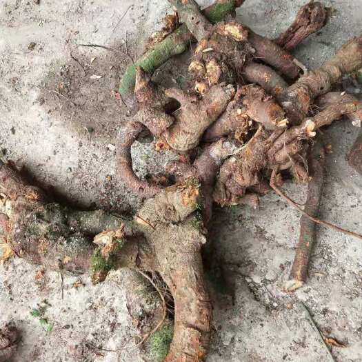 盐津县苎麻根