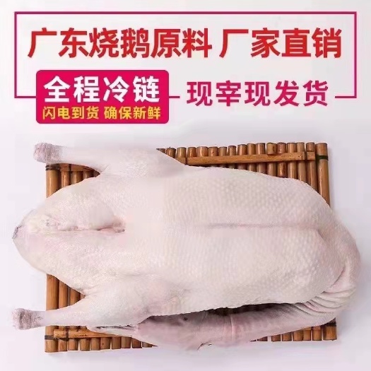 佛山黑棕鹅