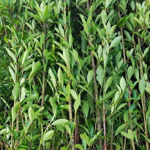 宁波宁波苗木基地