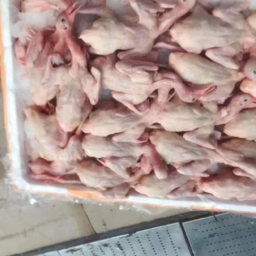 佛山新鲜乳鸽，当天杀当天发货，省内今天发明天到，全国各地可以发货
