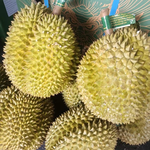 广州泰  国  金  枕  榴  莲……一手货源  一件代发