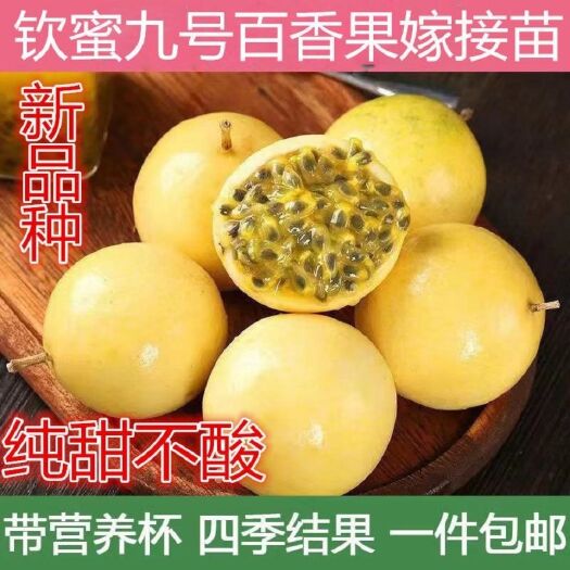 灵山县优质黄金百香果苗，钦蜜九号嫁接苗叶色青秀拖病毒苗种植成活率高