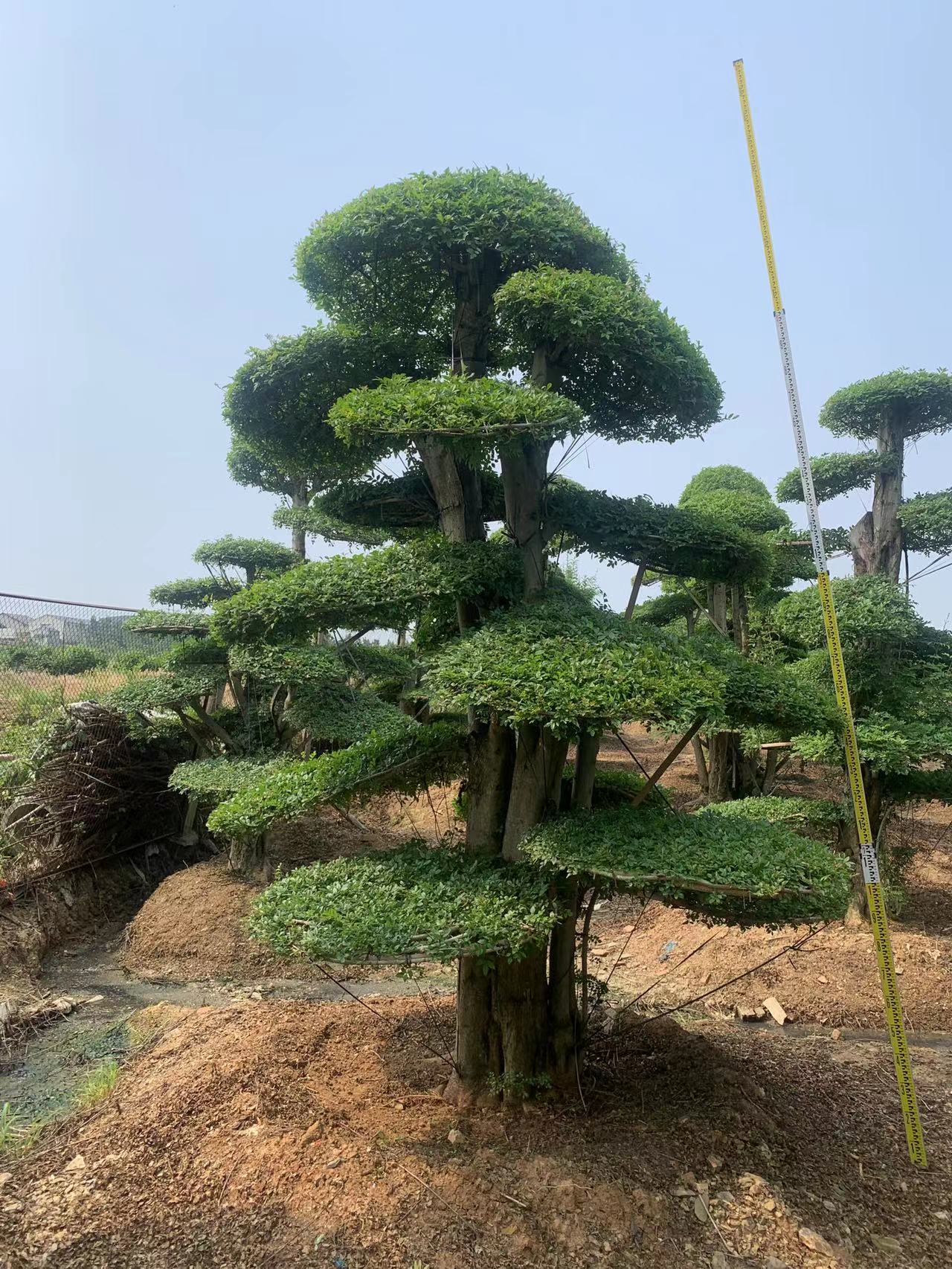 造型对节白蜡基地直销